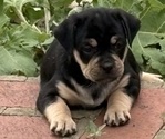 Puppy Rose Carlin Pinscher