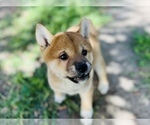 Small Photo #33 Shiba Inu Puppy For Sale in FREMONT, CA, USA