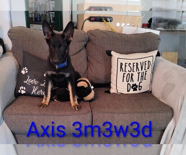 Medium Photo #2 German Shepherd Dog Puppy For Sale in WARRENTON, NC, USA