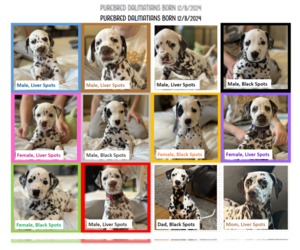 Dalmatian Puppy for Sale in PUYALLUP, Washington USA