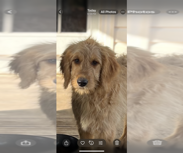 Medium Photo #1 Goldendoodle Puppy For Sale in PARKER, CO, USA