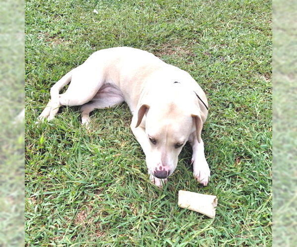 Medium Photo #3 Mutt Puppy For Sale in Rutherfordton, NC, USA