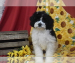 Small #1 Cavachon