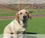 Small #5 Labrador Retriever