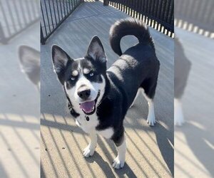 Siberian Husky Dogs for adoption in Canfield, OH, USA