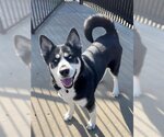 Small Photo #1 Siberian Husky Puppy For Sale in Canfield, OH, USA