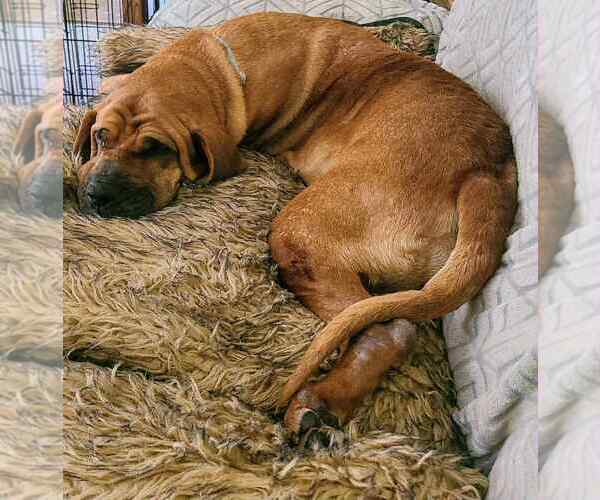 Medium Photo #2 Bloodhound-Unknown Mix Puppy For Sale in Plainfield, IL, USA