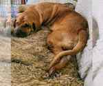 Small #1 Bloodhound Mix