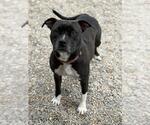 Small #2 Mutt
