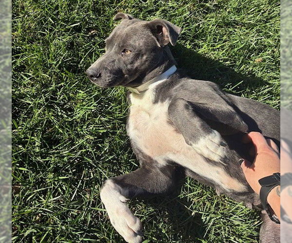 Medium Photo #3 American Pit Bull Terrier Puppy For Sale in Riverside, CA, USA