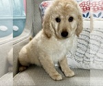 Small Photo #25 Goldendoodle Puppy For Sale in PENSACOLA, FL, USA