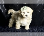 Small Photo #119 Maltipoo (Miniature) Puppy For Sale in WARSAW, IN, USA