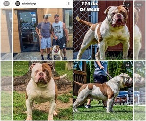 Father of the American Bulldog puppies born on 12/10/2021
