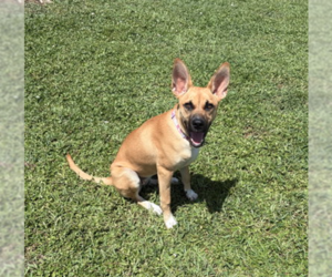 Labrador Retriever-Mountain Cur Mix Dogs for adoption in Royal Palm Beach, FL, USA