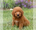 Small #3 Miniature Labradoodle