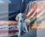 Small Photo #1 English Foxhound Puppy For Sale in LADSON, SC, USA