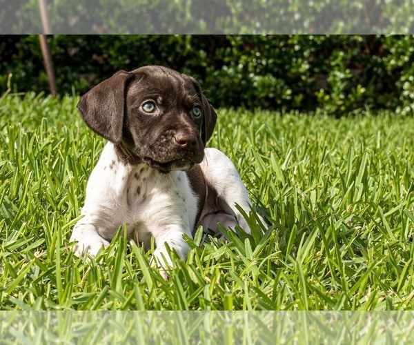 Medium Photo #9 German Shorthaired Pointer Puppy For Sale in MESQUITE, TX, USA