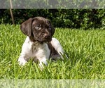 Small Photo #9 German Shorthaired Pointer Puppy For Sale in MESQUITE, TX, USA