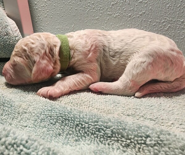 Medium Photo #6 Poodle (Standard) Puppy For Sale in CLAYTON, WA, USA