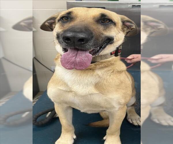 Medium Photo #1 German Shepherd Dog-Unknown Mix Puppy For Sale in Mobile, AL, USA