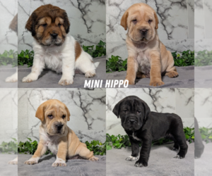 Cocker-Pei Litter for sale in GOSHEN, IN, USA