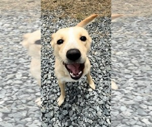 Nyla - Female Labrador Retriever-Unknown Mix Dog for Adoption - Photo #6