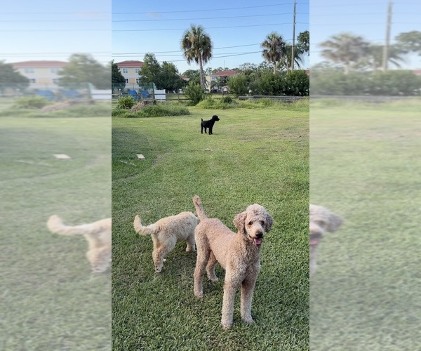 Medium Photo #6 Poodle (Standard) Puppy For Sale in NEW PORT RICHEY, FL, USA