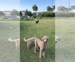 Small #5 Poodle (Standard)