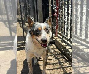 Texas Heeler Dogs for adoption in Riverside, CA, USA