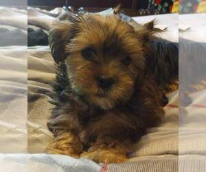 Shorkie Tzu Puppy for Sale in MADISONVILLE, Tennessee USA