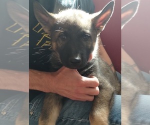 German Shepherd Dog-Siberian Husky Mix Puppy for sale in CRIPPLE CREEK, CO, USA