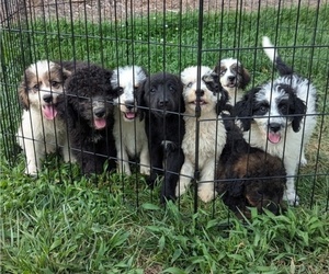 Bernedoodle-Bernese Mountain Dog Mix Puppy for Sale in MORGANTON, North Carolina USA