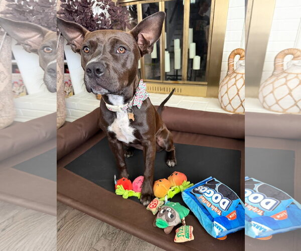Medium Photo #2 American Pit Bull Terrier-Unknown Mix Puppy For Sale in Germantown, OH, USA