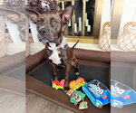 Small #1 American Pit Bull Terrier Mix
