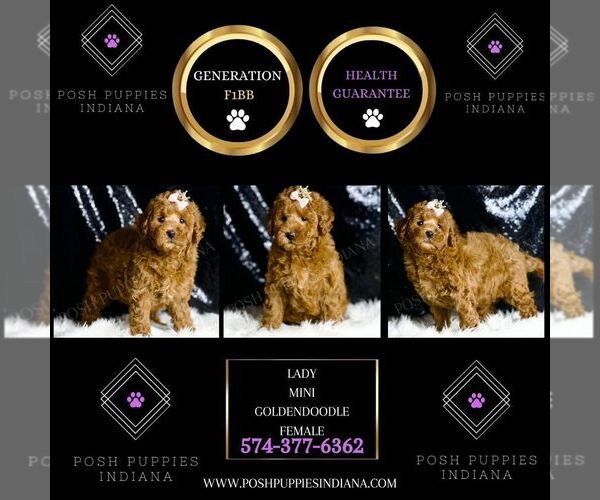 Medium Photo #2 Goldendoodle Puppy For Sale in WARSAW, IN, USA