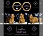 Small #1 Goldendoodle