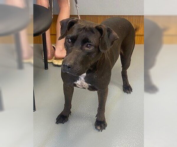 Medium Photo #1 Labrador Retriever-Unknown Mix Puppy For Sale in St. Cloud, FL, USA