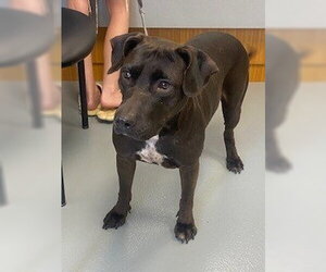 Labrador Retriever-Unknown Mix Dogs for adoption in St. Cloud, FL, USA