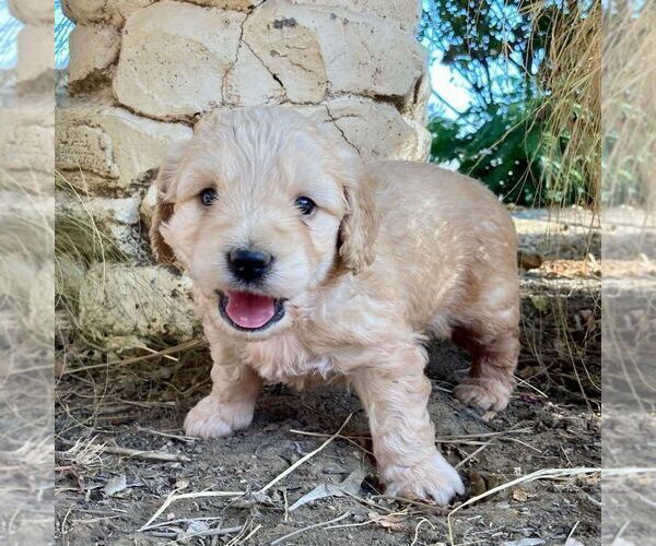 Medium Photo #7 Goldendoodle-Poodle (Miniature) Mix Puppy For Sale in SQUAW VALLEY, CA, USA