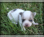 Small Photo #20 Chihuahua Puppy For Sale in WISTER, OK, USA