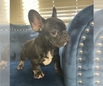 Small Photo #2 French Bulldog Puppy For Sale in SOUTHLAKE, TX, USA