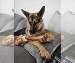 Small #8 German Shepherd Dog
