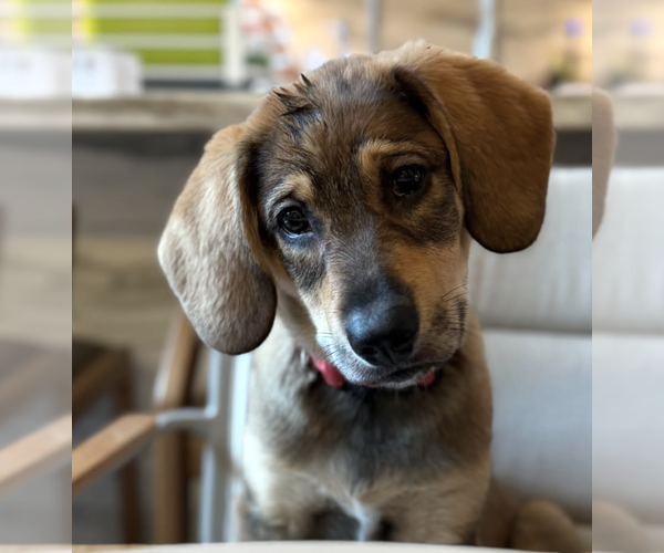 Medium Photo #2 Mutt Puppy For Sale in Brooklyn, NY, USA