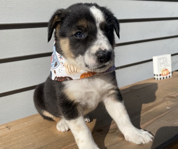 Medium Photo #15 Australian Cattle Dog Puppy For Sale in SMITHS CREEK, MI, USA