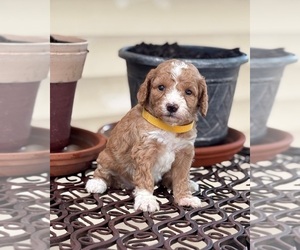 Goldendoodle (Miniature) Puppy for sale in SAINT MARYS, KS, USA