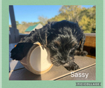 Sassy - Female Yorkipoo Puppy for Sale - Photo #2