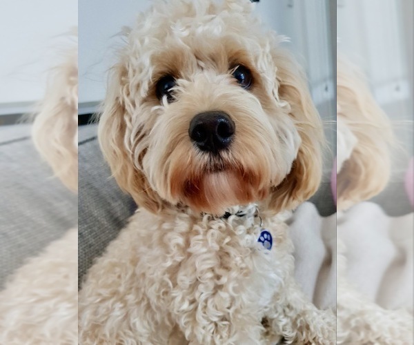 Medium Photo #1 Cavapoo (Miniature) Puppy For Sale in WAUSEON, OH, USA