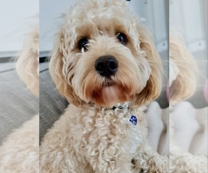 Mother of the Cavapoo (Miniature) puppies born on 05/24/2026