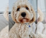 Small Photo #1 Cavapoo (Miniature) Puppy For Sale in WAUSEON, OH, USA