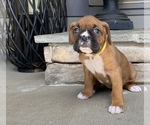 Small Photo #5 Boxer Puppy For Sale in CANTON, GA, USA